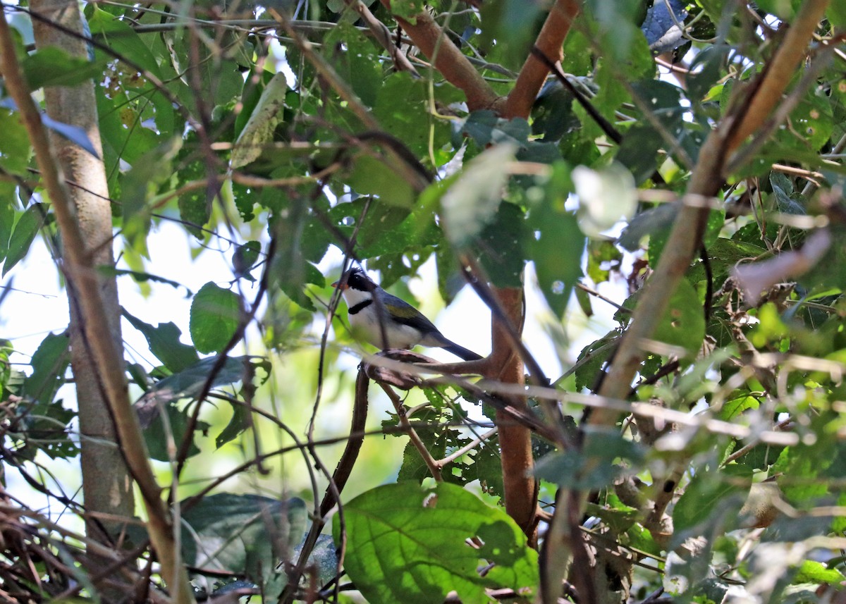 Желтоклювый тохи - ML643632298