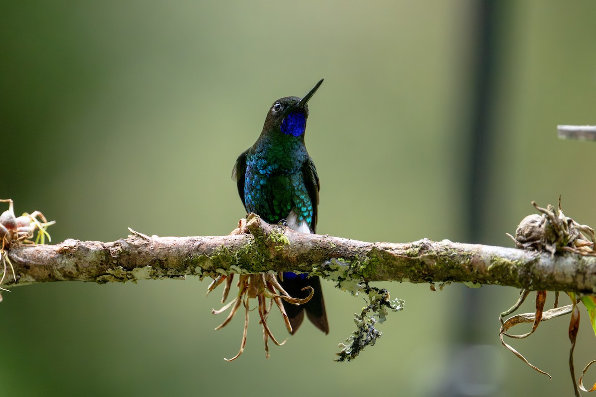 Glowing Puffleg - ML643632299