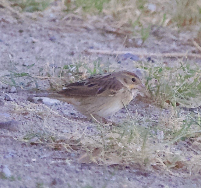 Dickcissel - ML643632301