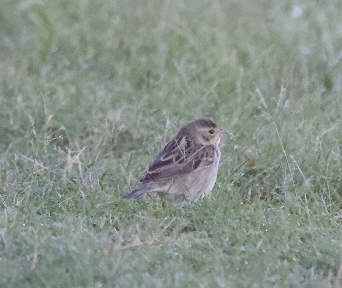 Dickcissel - ML643632302