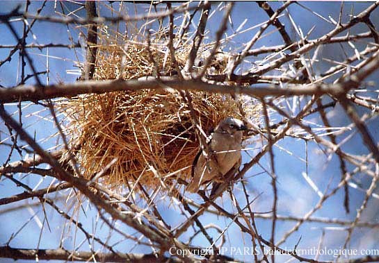 Gray-capped Social-Weaver - ML643632315