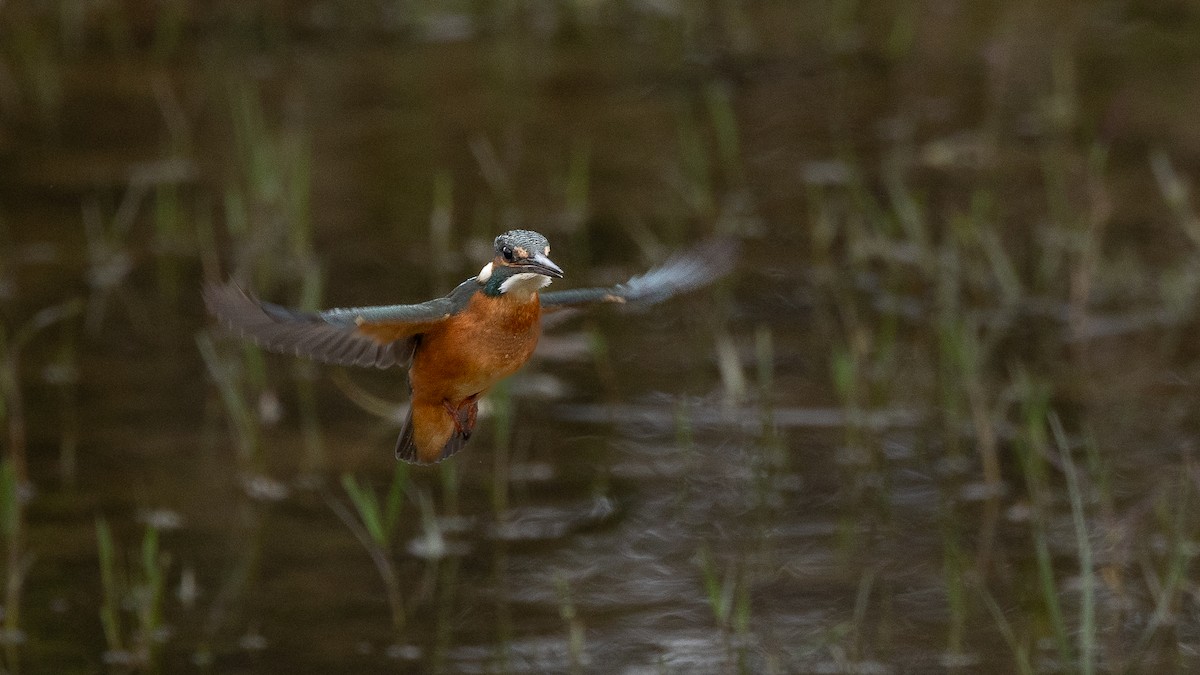 ledňáček říční - ML643632323