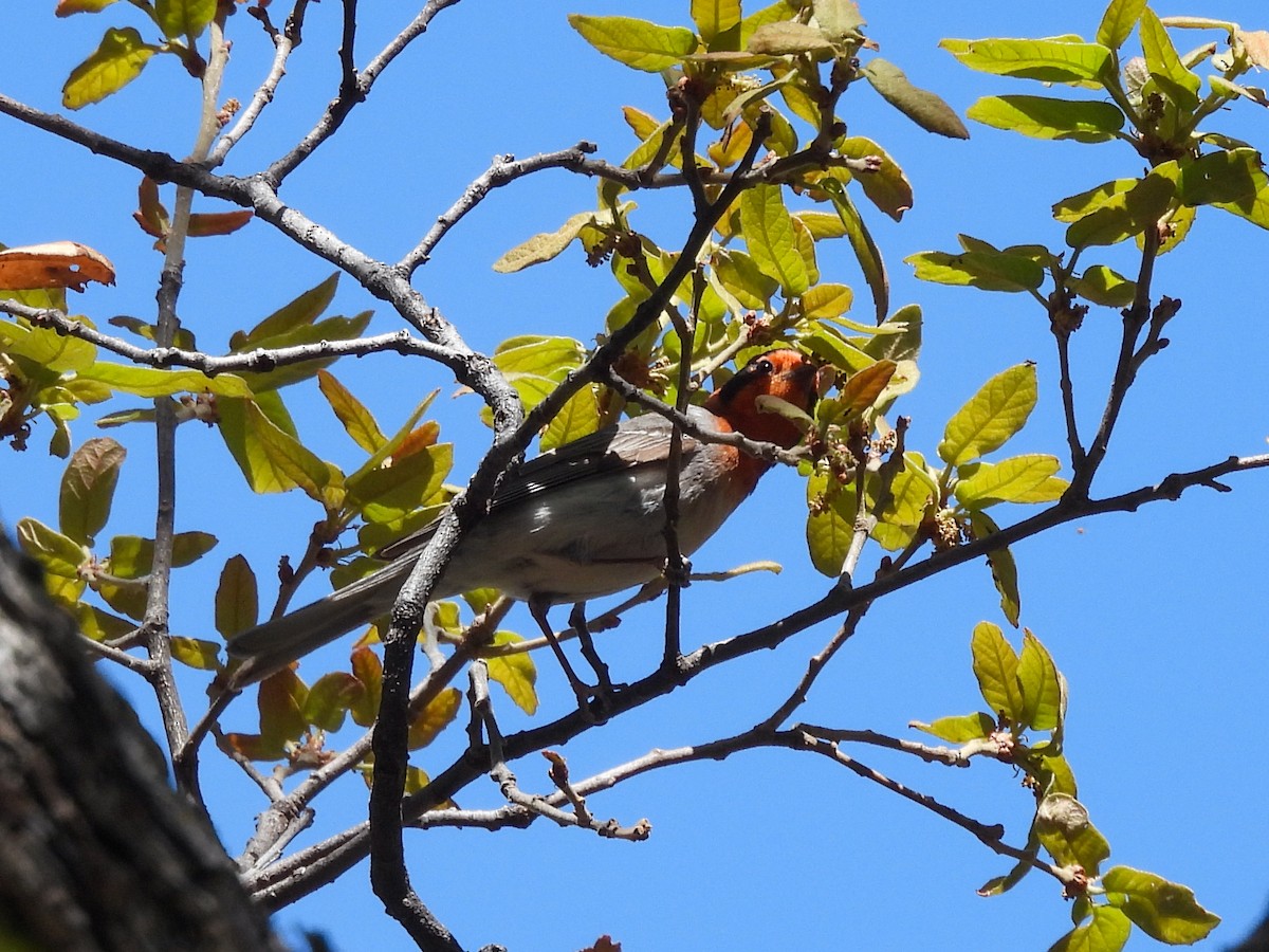Red-faced Warbler - ML643632332