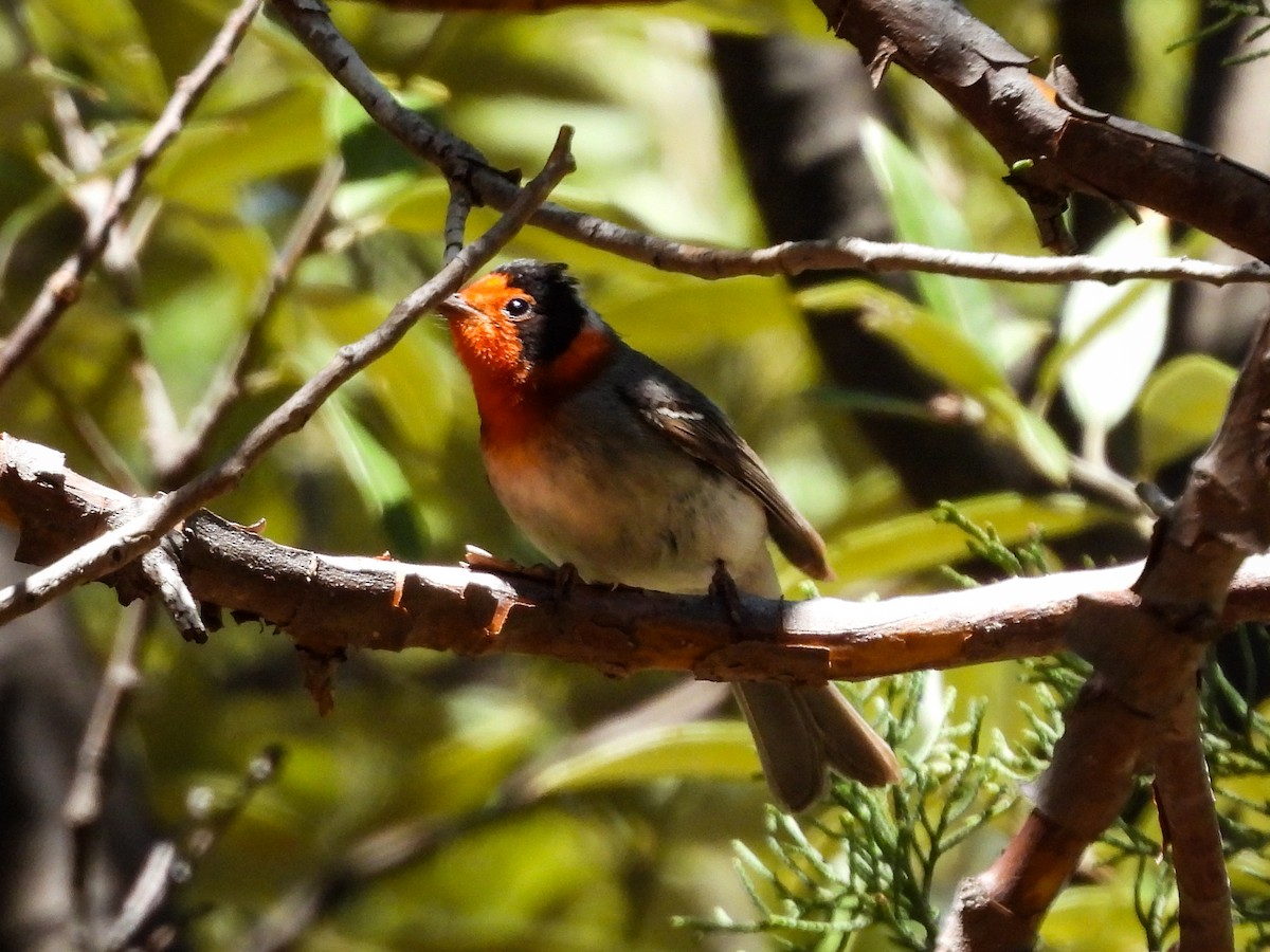 Red-faced Warbler - ML643632333