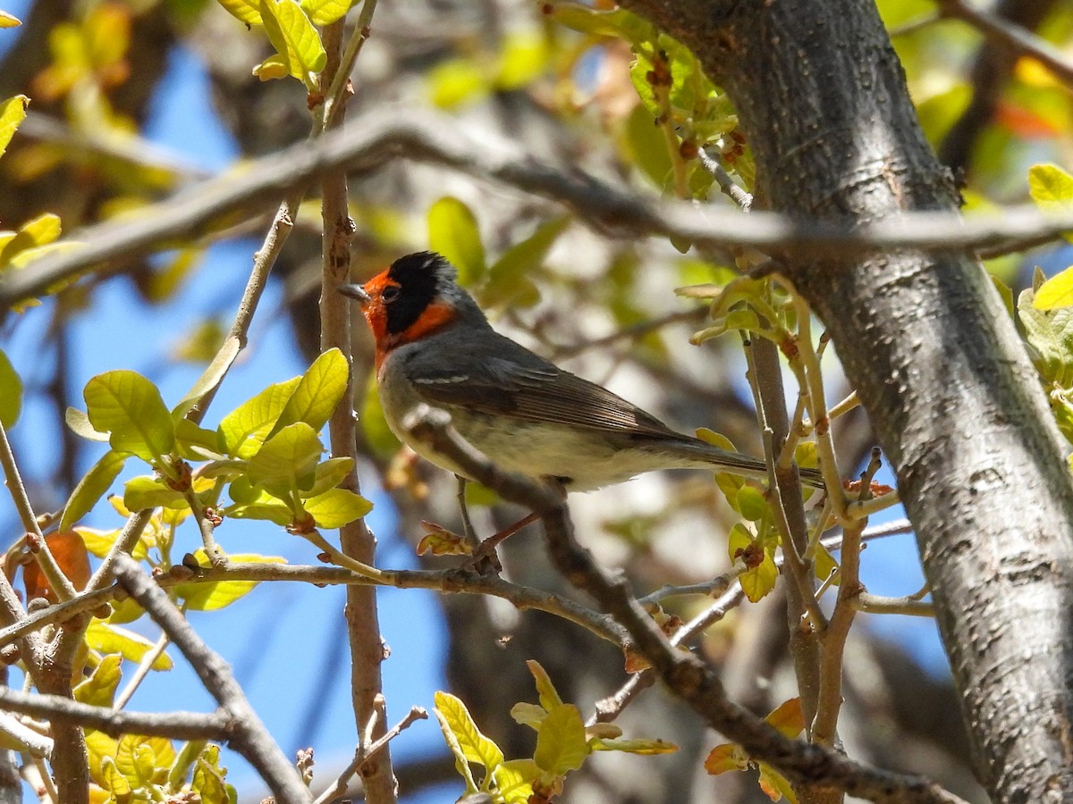 Red-faced Warbler - ML643632334