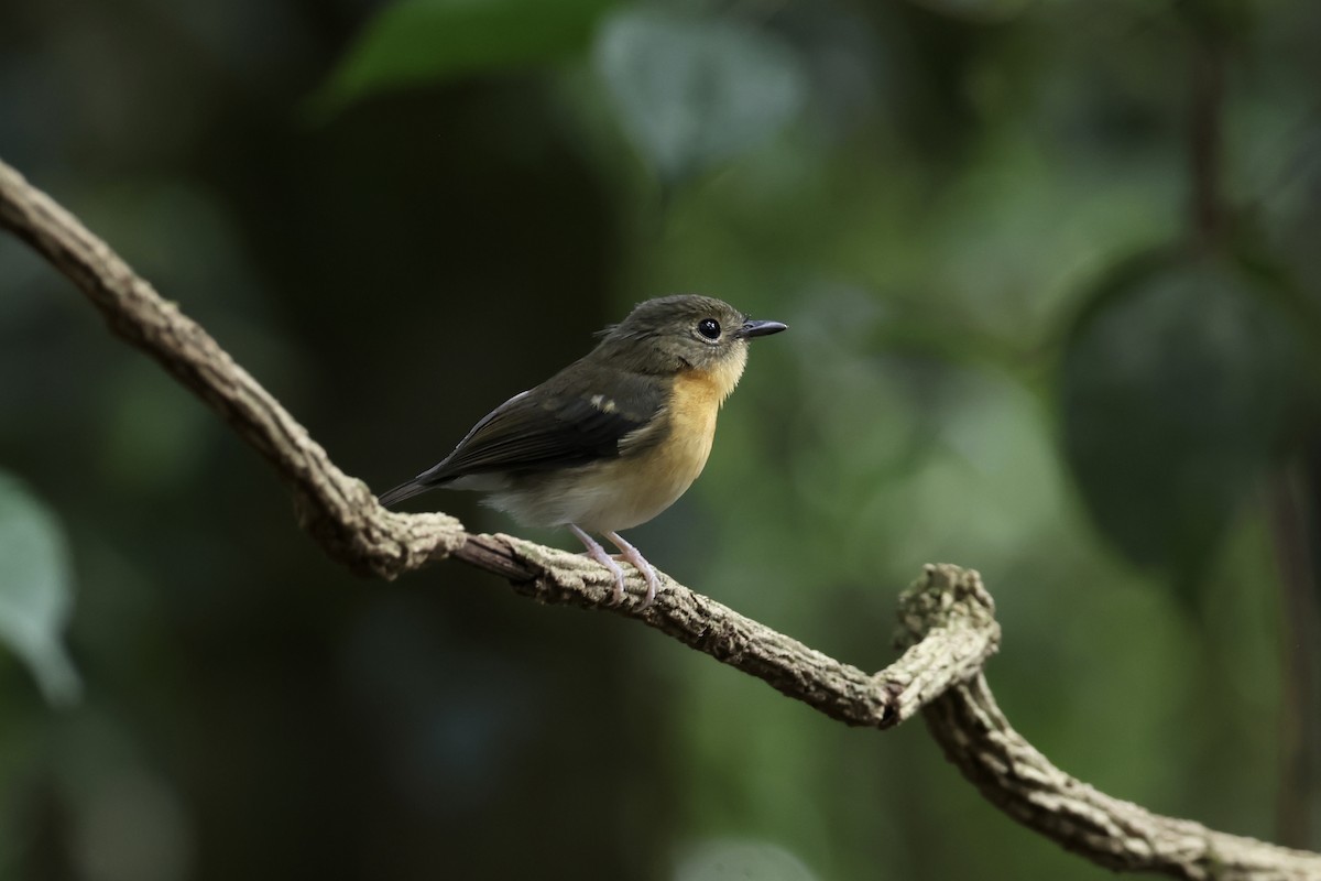 Papamoscas Pechirrufo - ML643632343