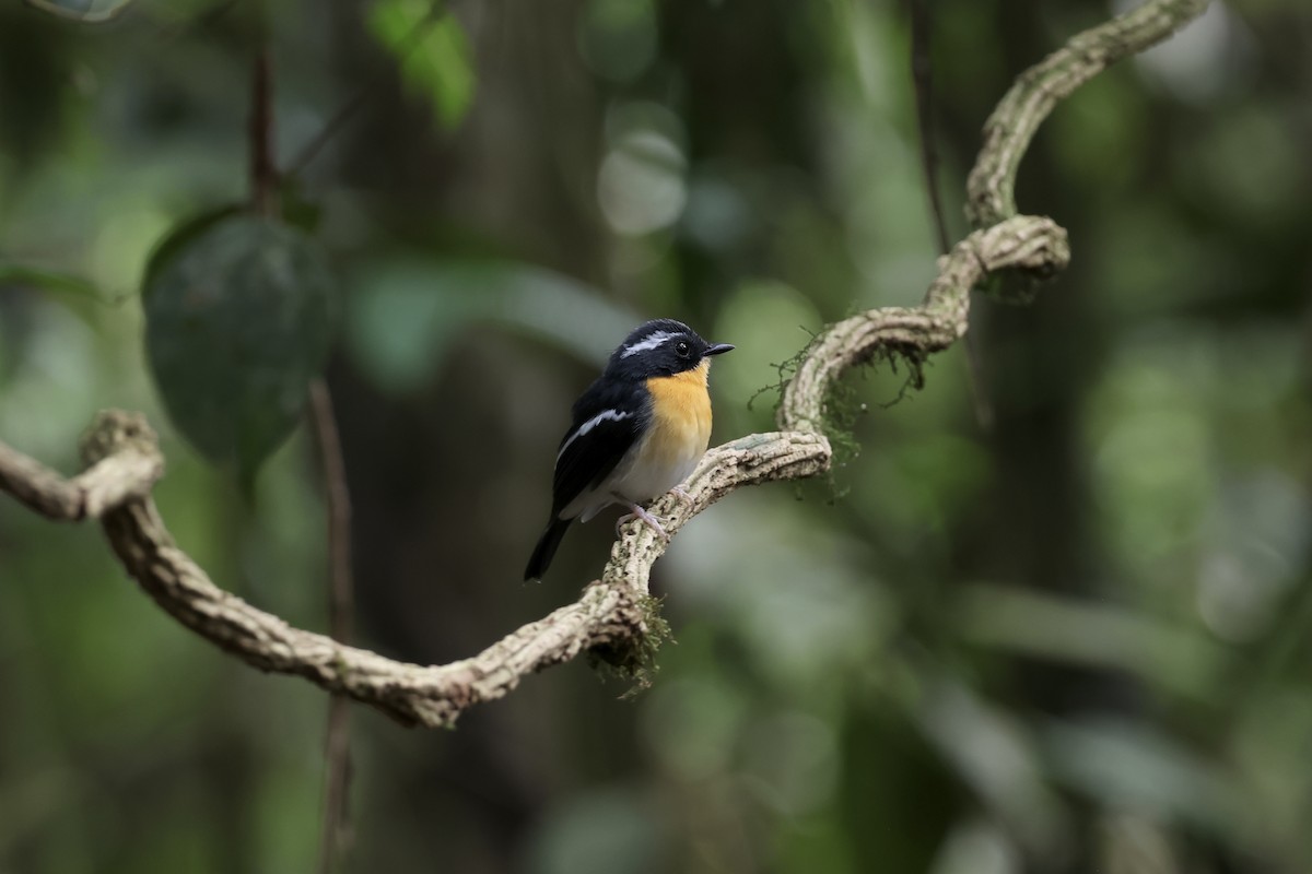 Papamoscas Pechirrufo - ML643632344