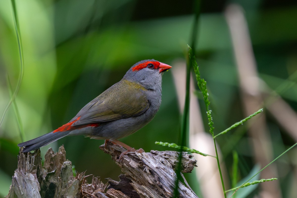 Red-browed Firetail - ML643632355