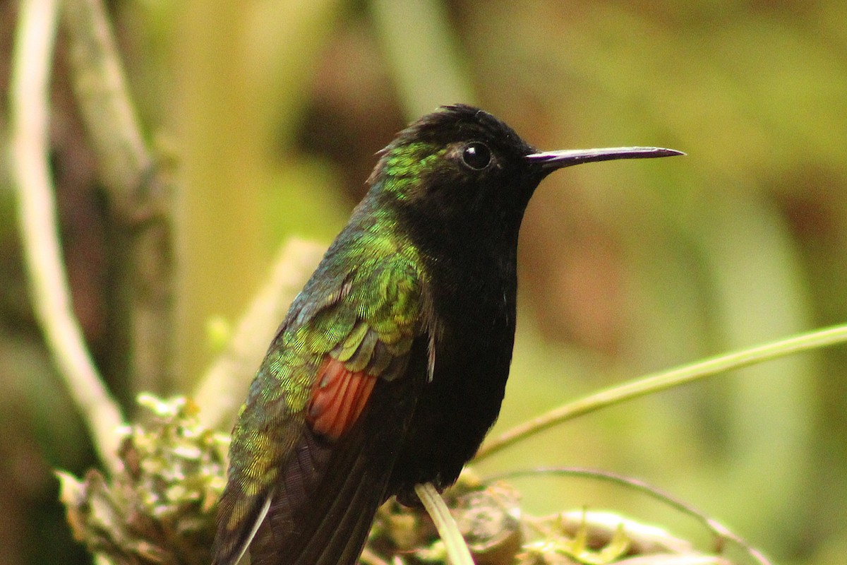 Black-bellied Hummingbird - ML643632364