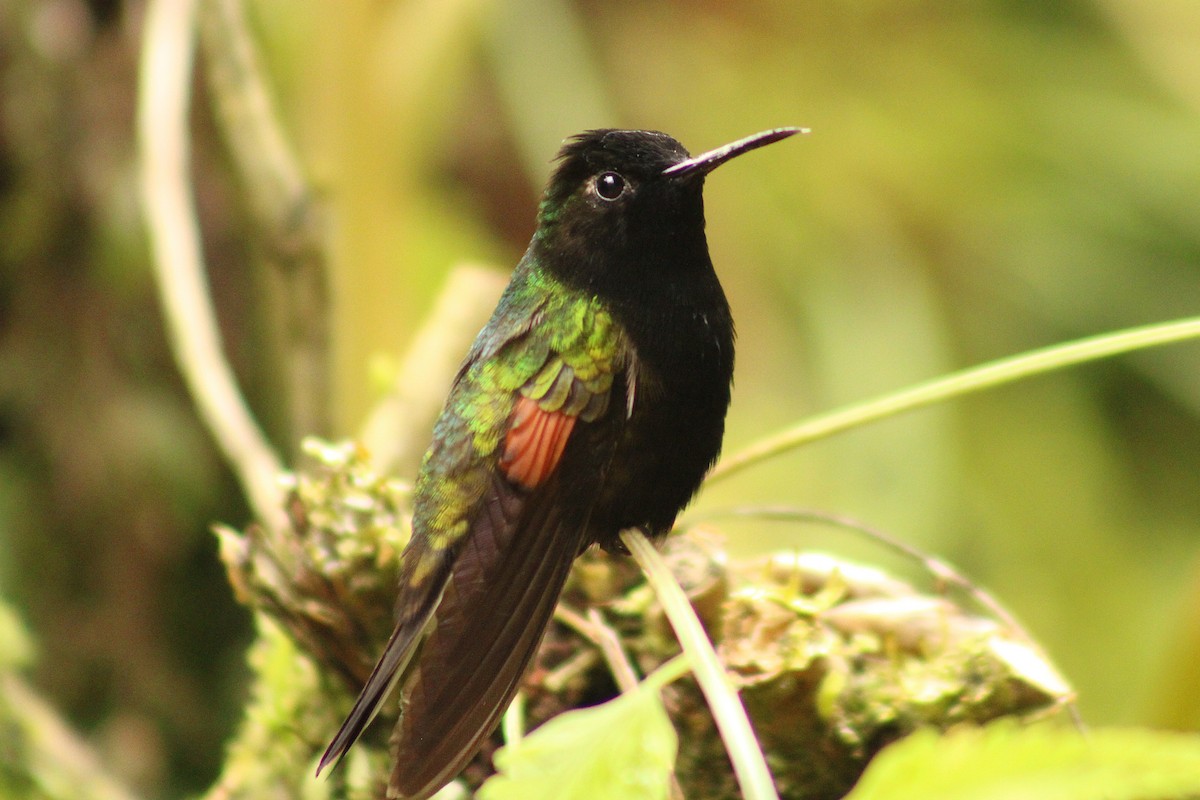Black-bellied Hummingbird - ML643632365