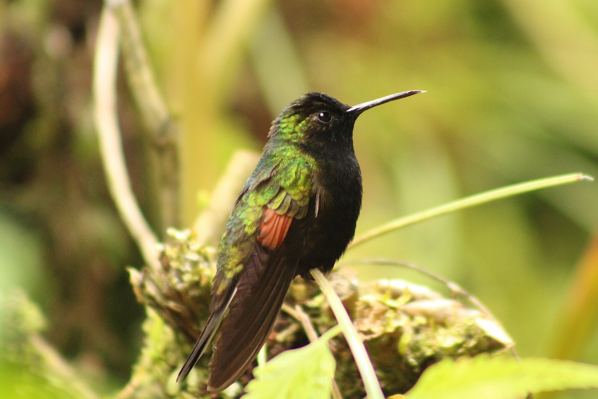 Black-bellied Hummingbird - ML643632368