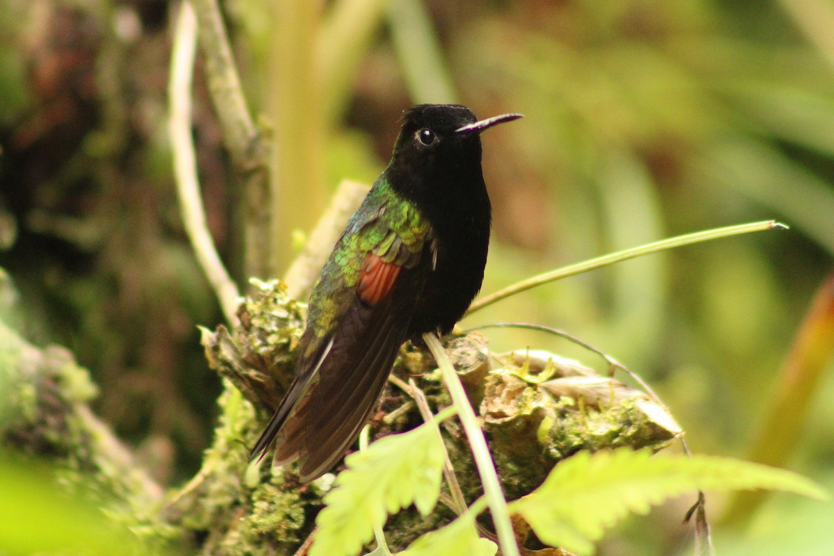 Black-bellied Hummingbird - ML643632369