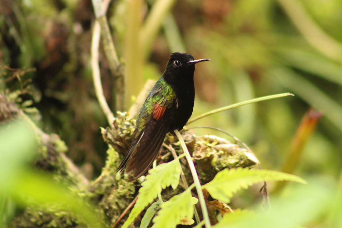 Black-bellied Hummingbird - ML643632370
