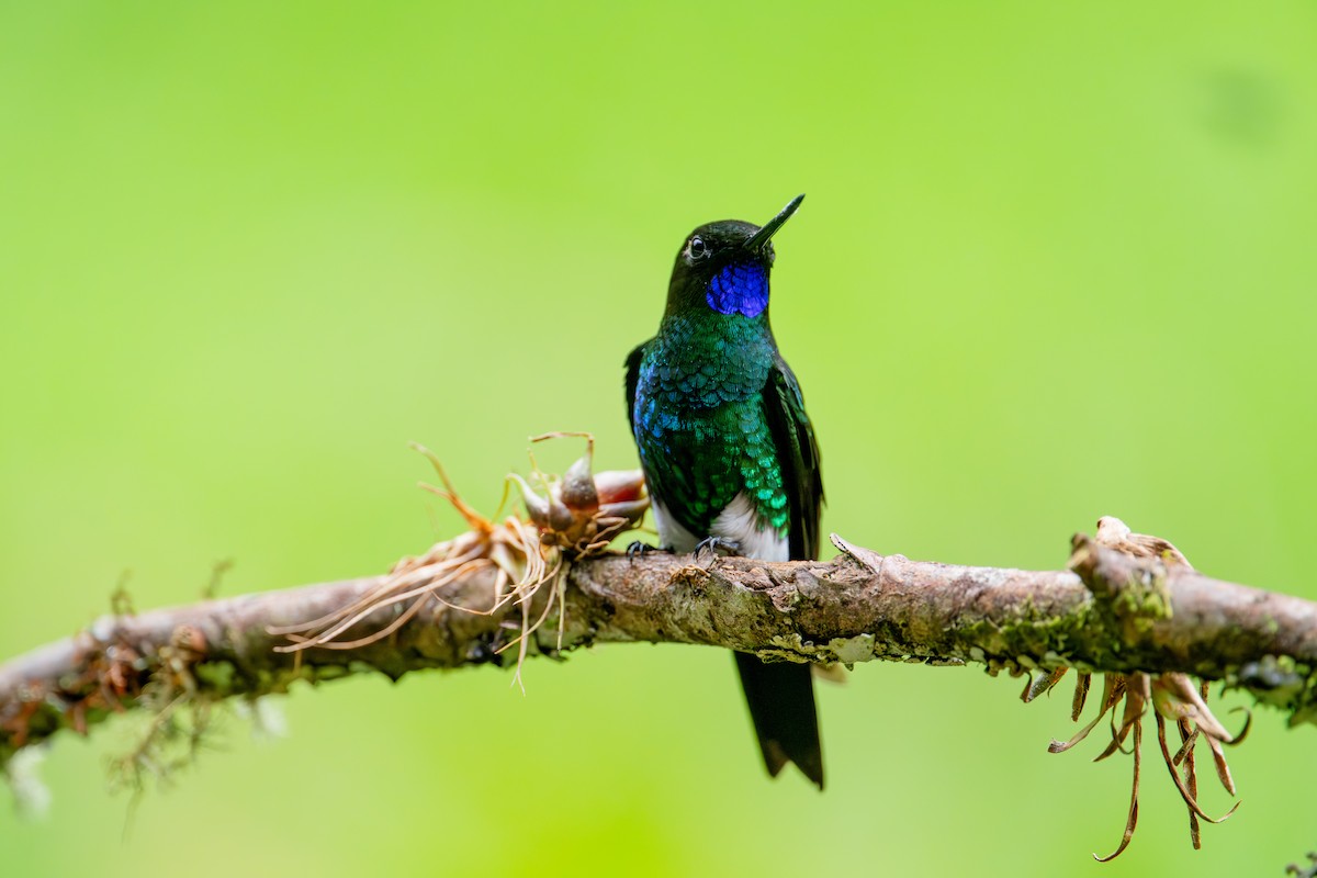 Glowing Puffleg - ML643632381