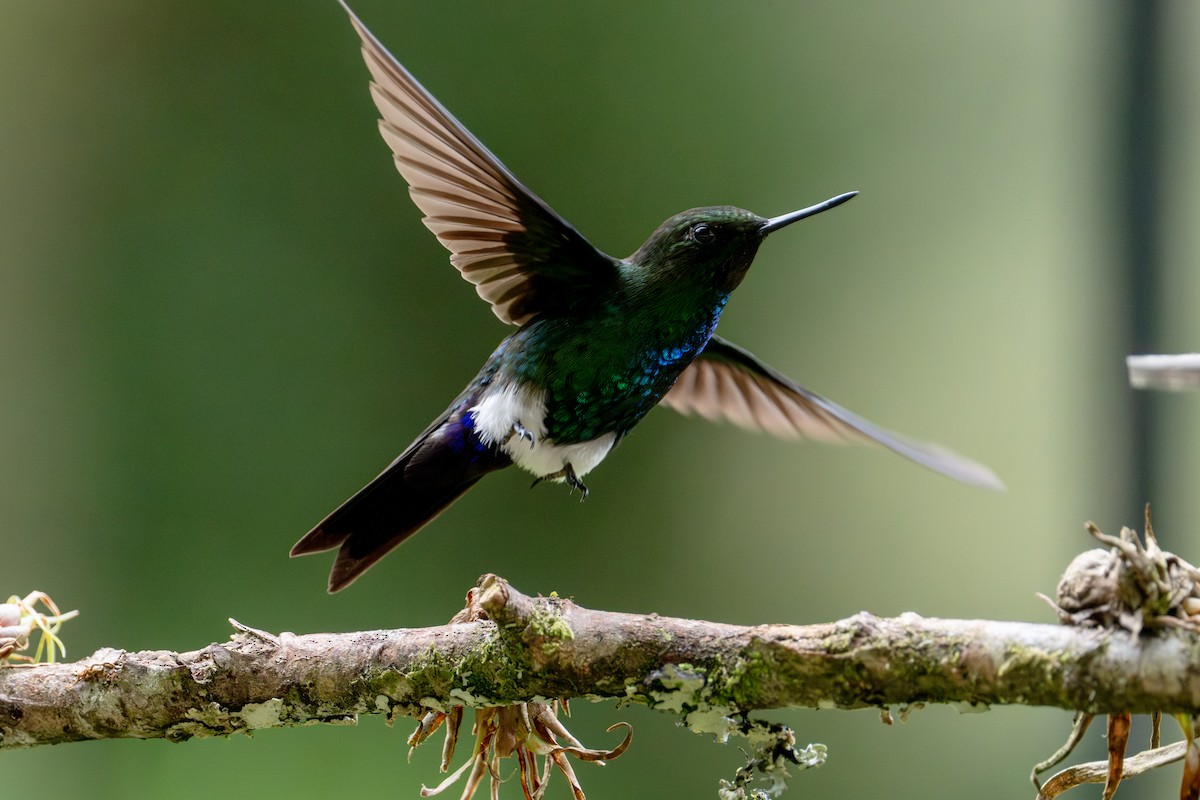 Glowing Puffleg - ML643632382