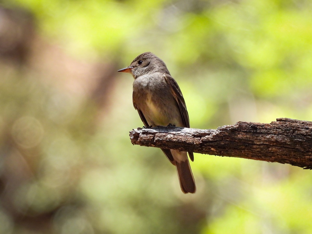 Western Wood-Pewee - ML643632386