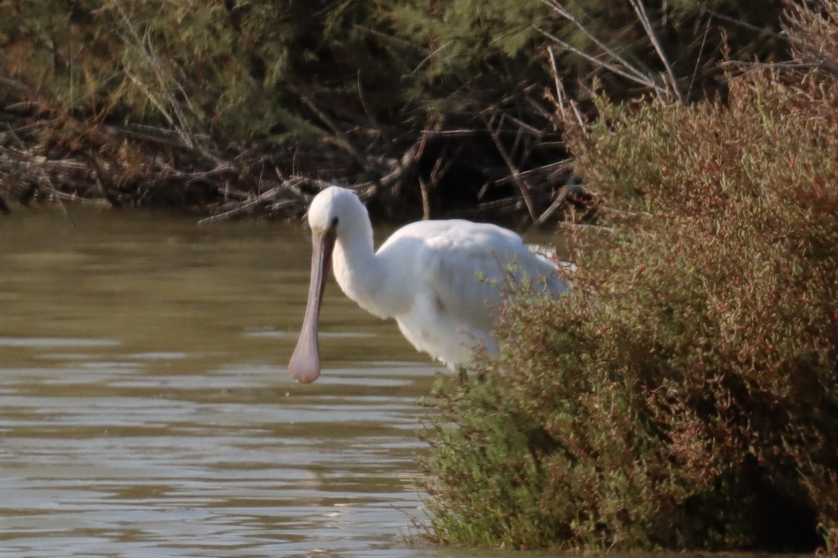白琵鷺 - ML643632389