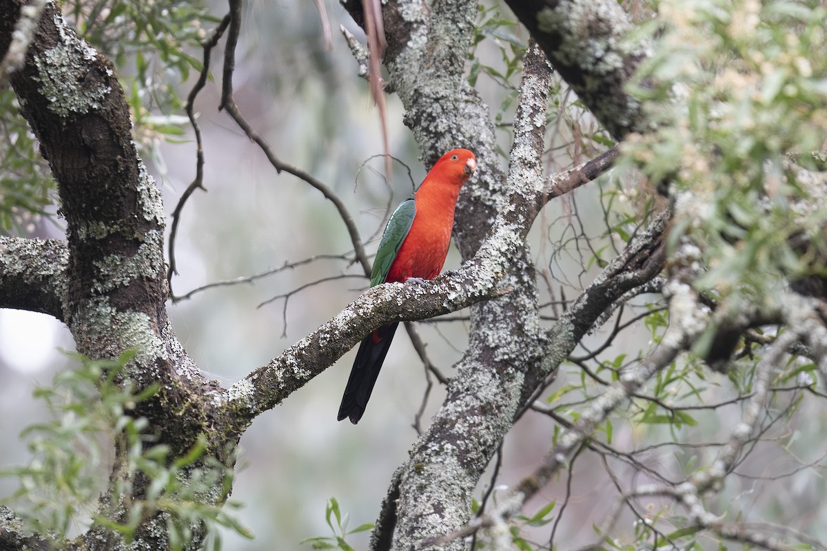 Australian King-Parrot - ML643632395