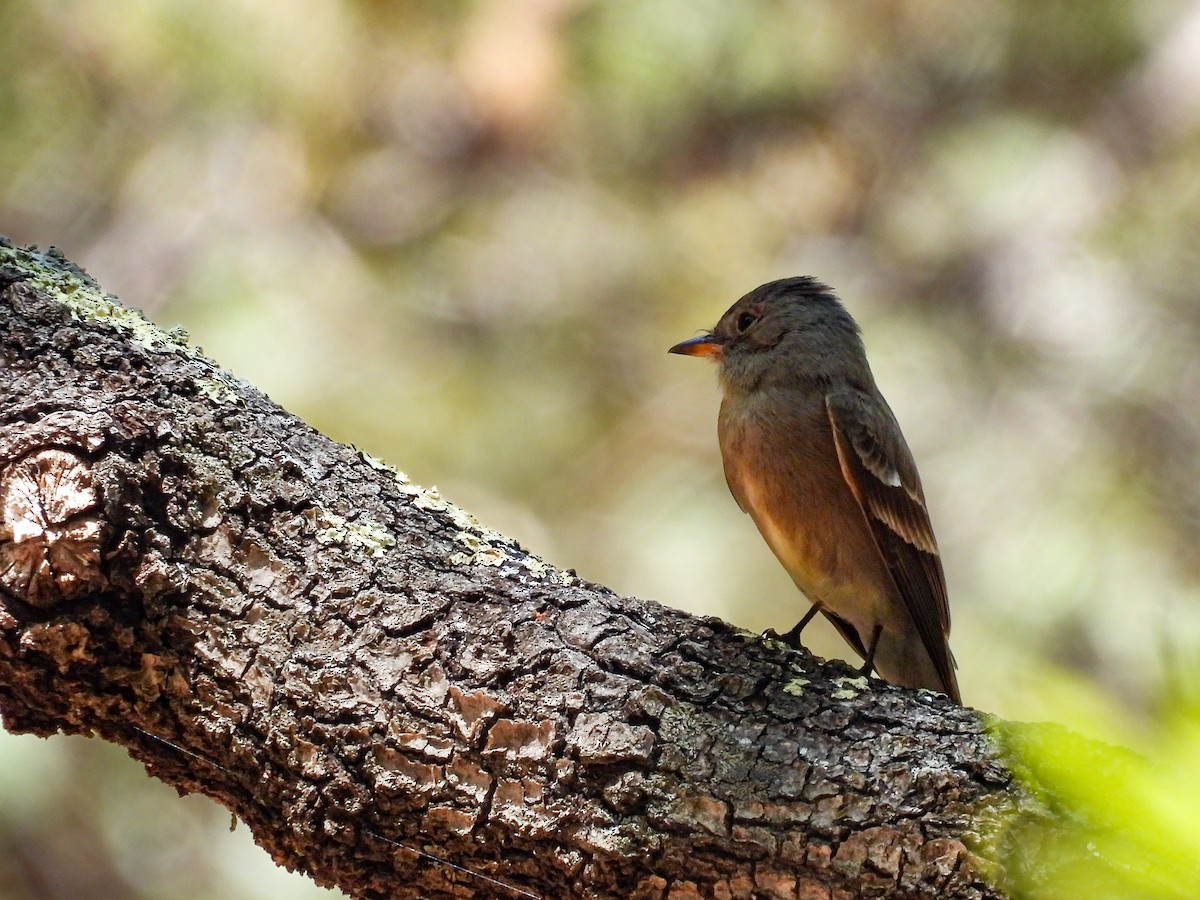 Western Wood-Pewee - ML643632403