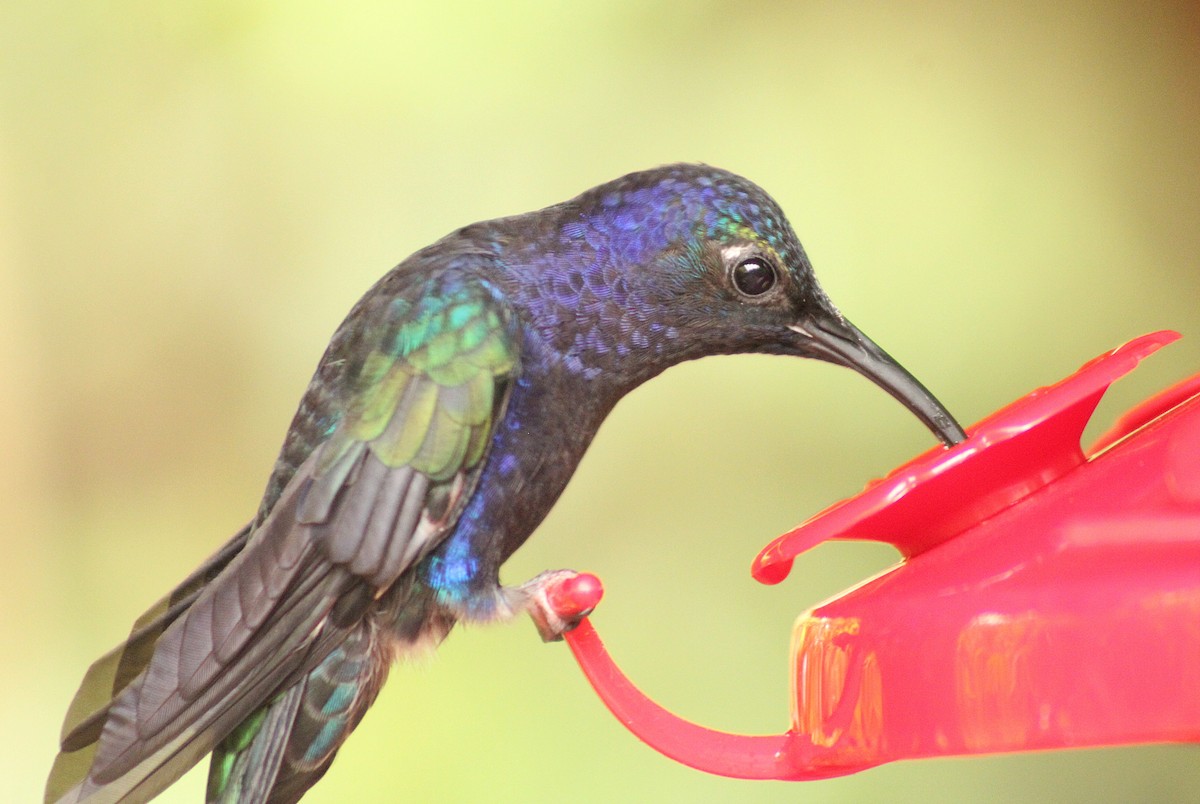 Colibrí Morado - ML643632406