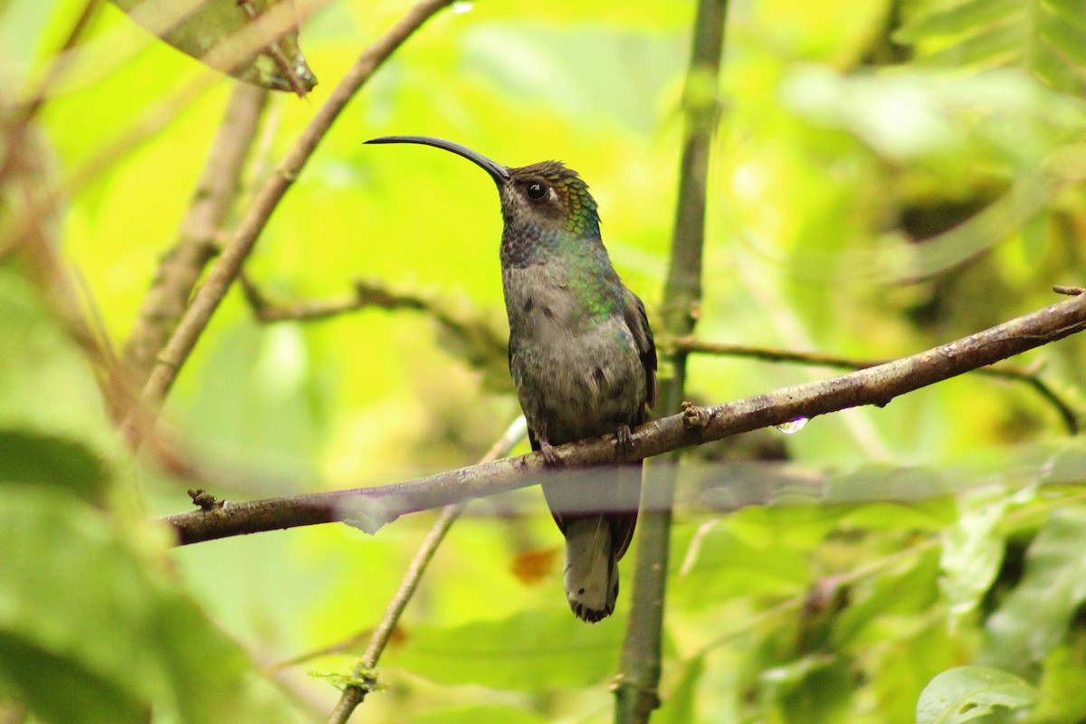 Colibrí Morado - ML643632408