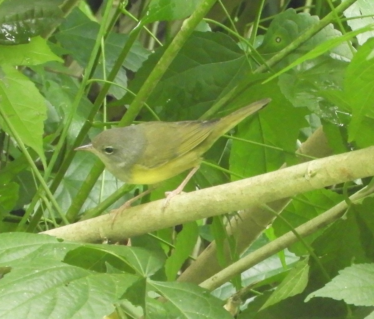 Mourning Warbler - ML643632410