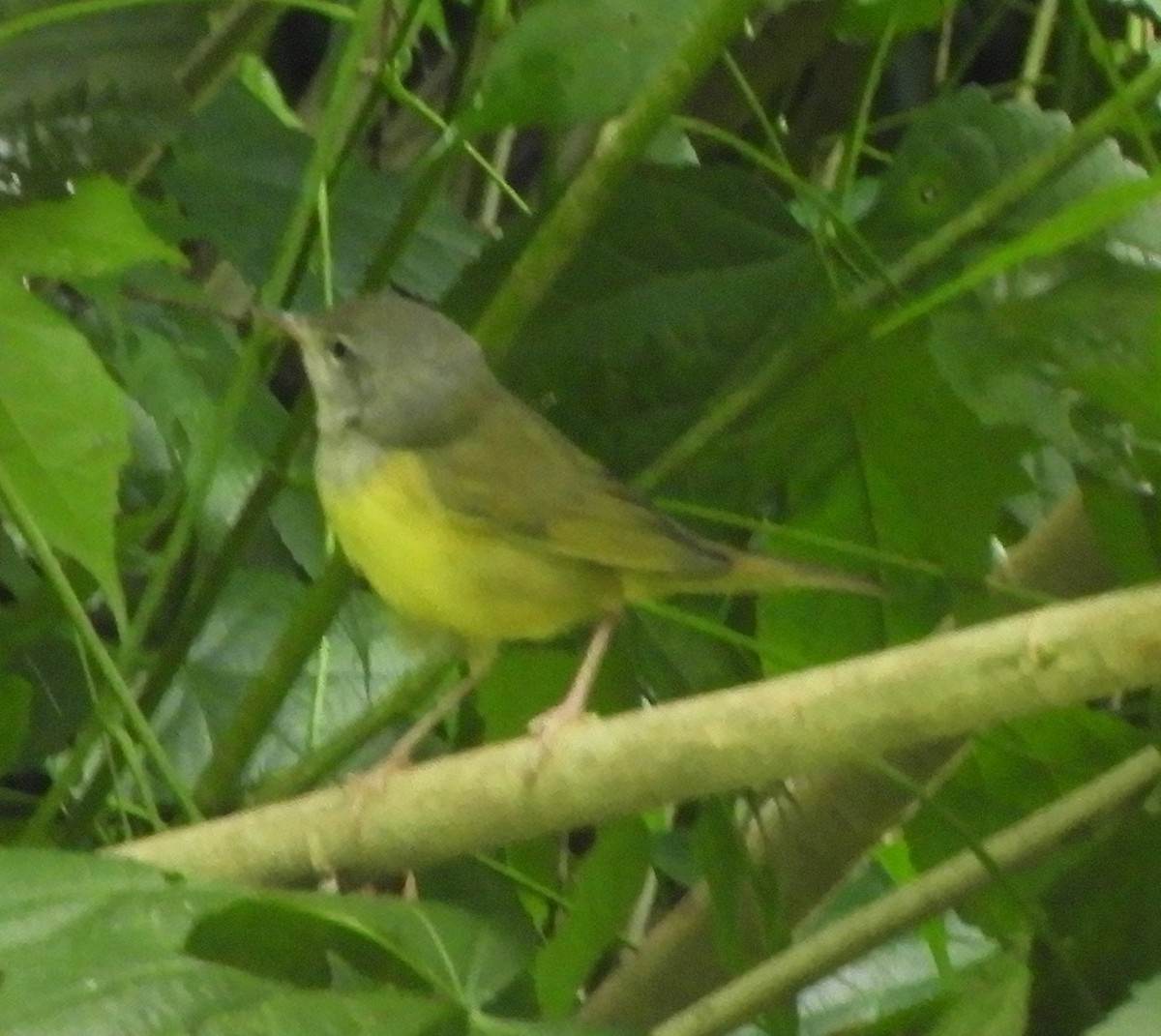 Mourning Warbler - ML643632411