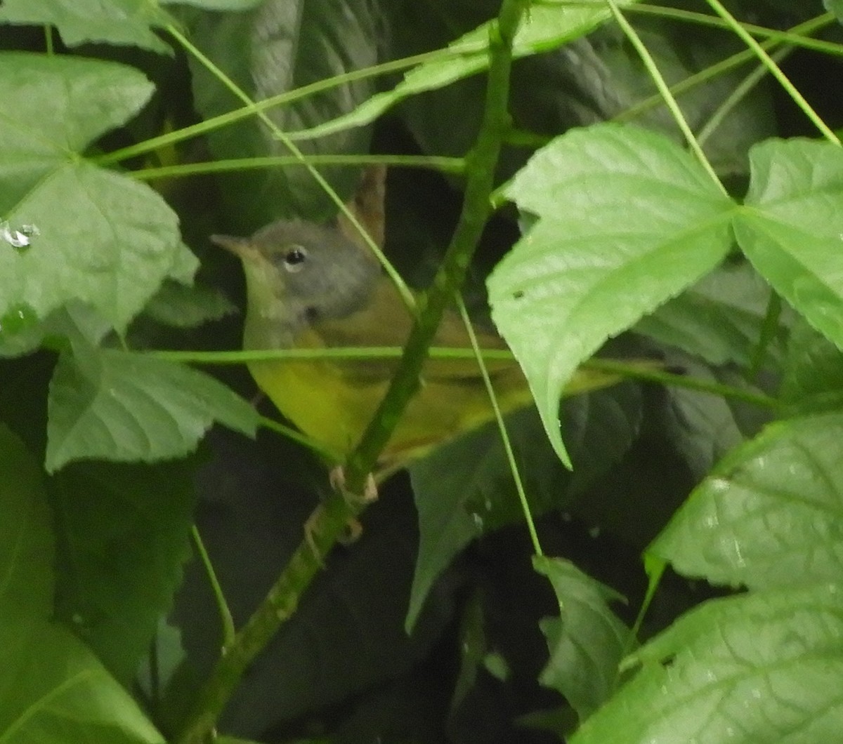 Mourning Warbler - ML643632412