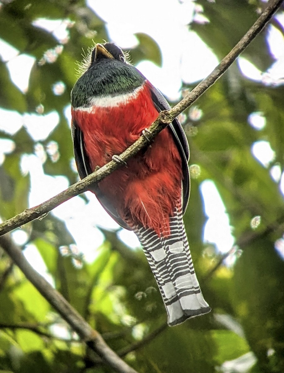 Collared Trogon - ML643632461