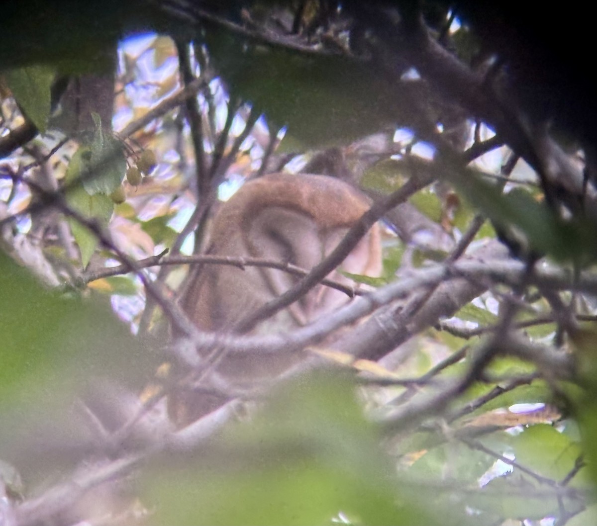 American Barn Owl - ML643632514