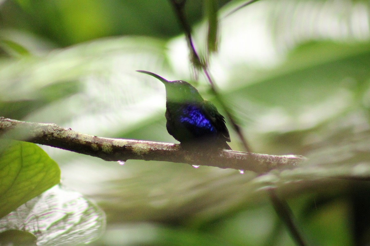 Colibrí Morado - ML643632518