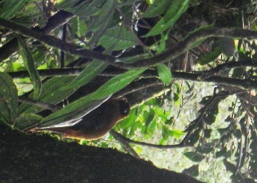 Trogon masqué - ML643632560