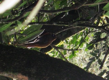 Trogon masqué - ML643632561