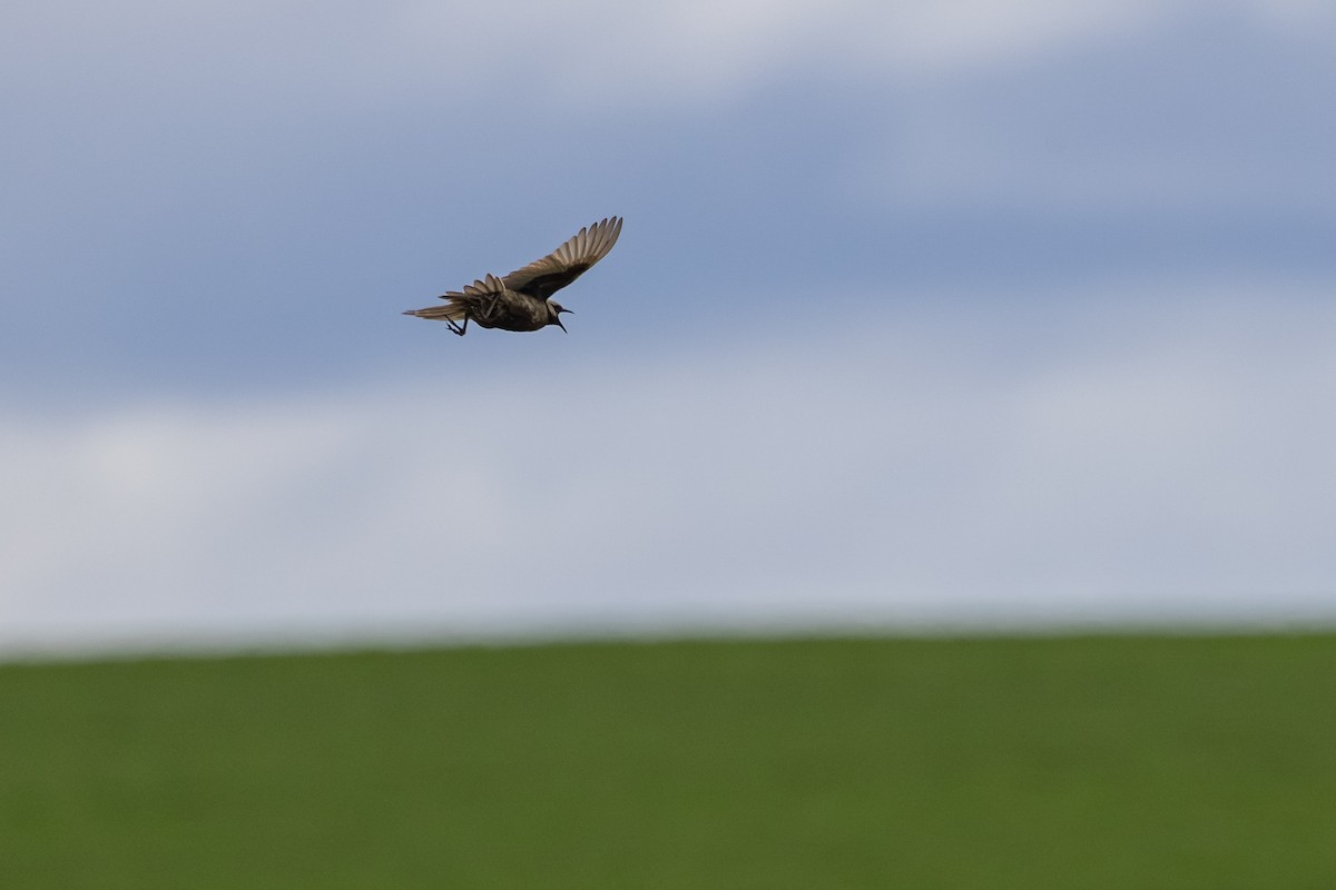 Brown Songlark - ML643632581