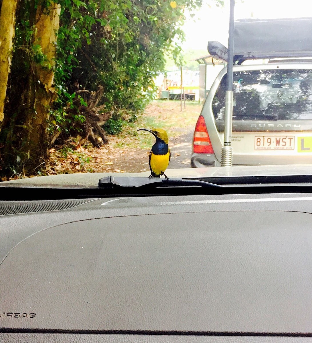 Sahul Sunbird - ML643632587