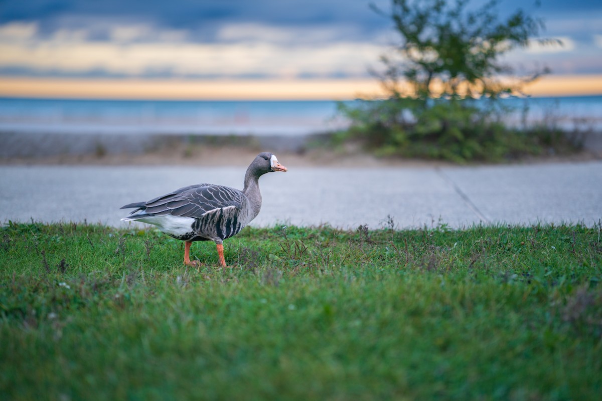 Гуска білолоба - ML643632605