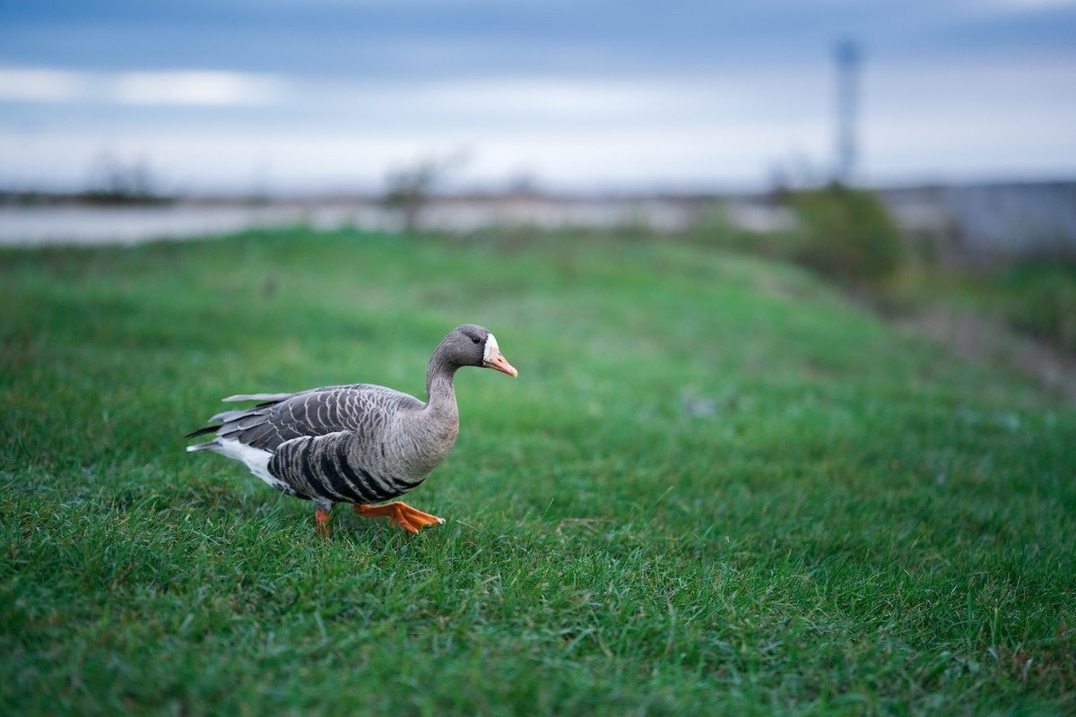Гуска білолоба - ML643632606