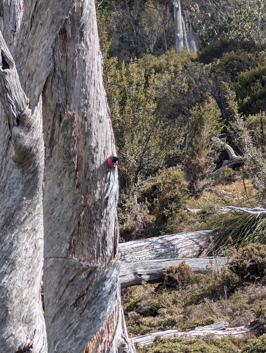 Pink Robin - ML643632607