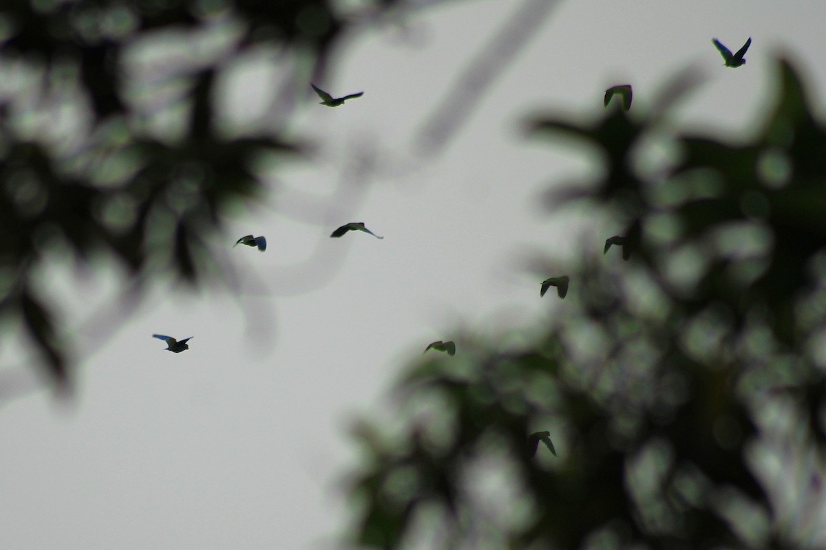 White-crowned Parrot - ML643632613