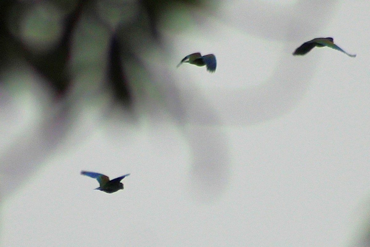 White-crowned Parrot - ML643632614