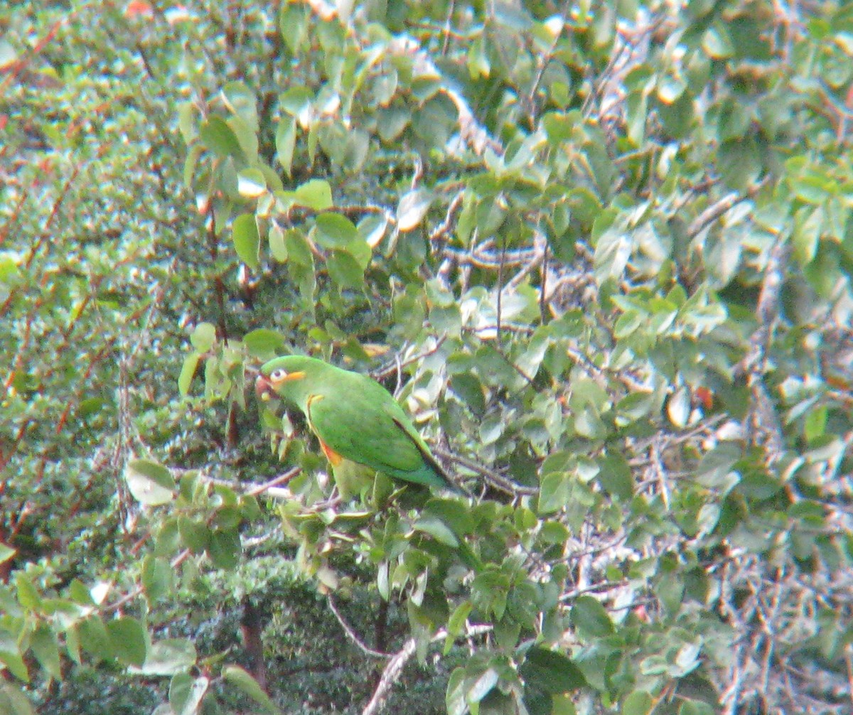 Conure à pinceaux d'or - ML643632618