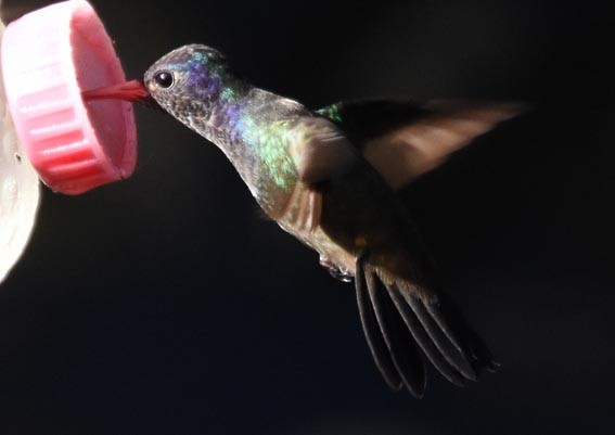 hvithakekolibri - ML643632635