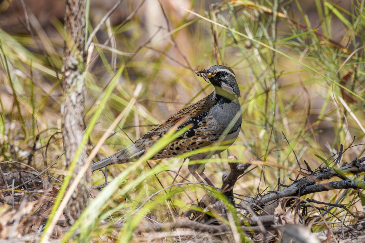 Spotted Quail-thrush - ML643632637