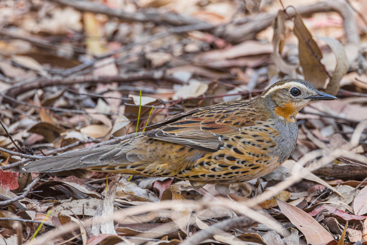 Spotted Quail-thrush - ML643632639