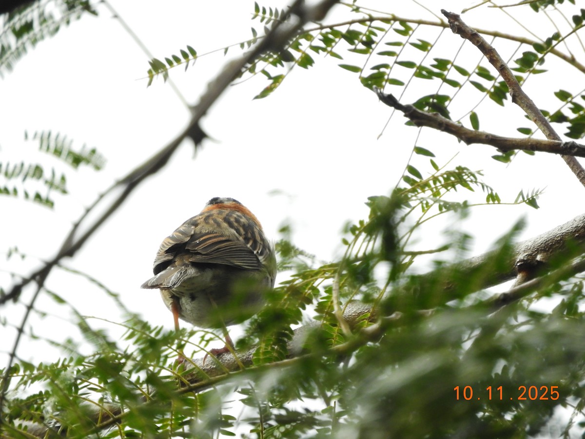 Rufous-collared Sparrow - ML643632640
