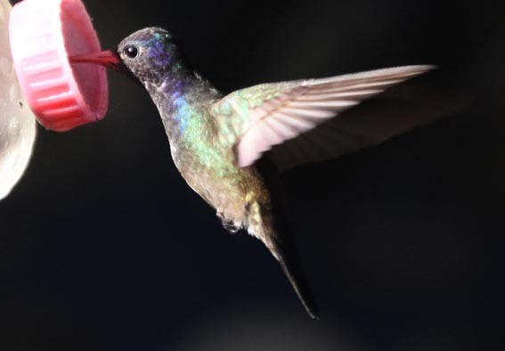 hvithakekolibri - ML643632641