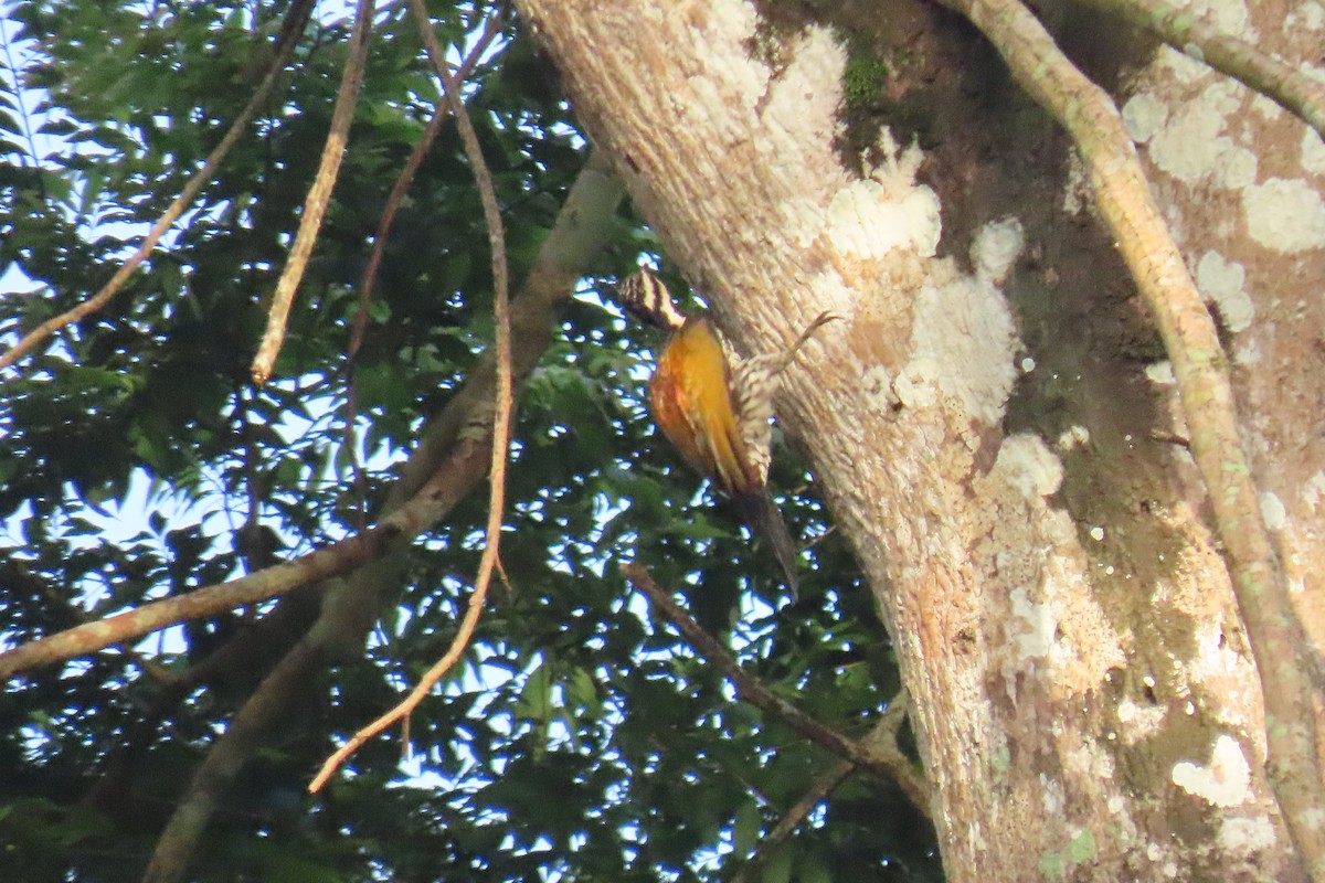 Common Flameback - ML643632647