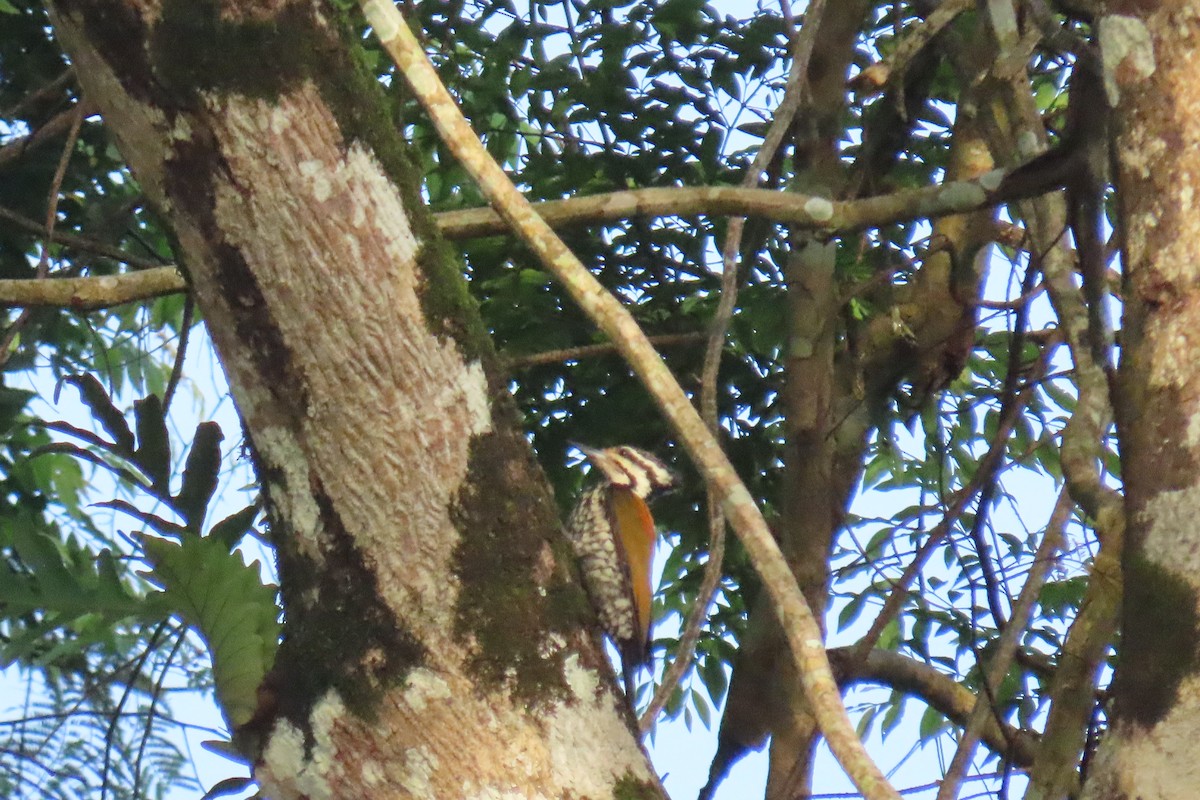 Common Flameback - ML643632649