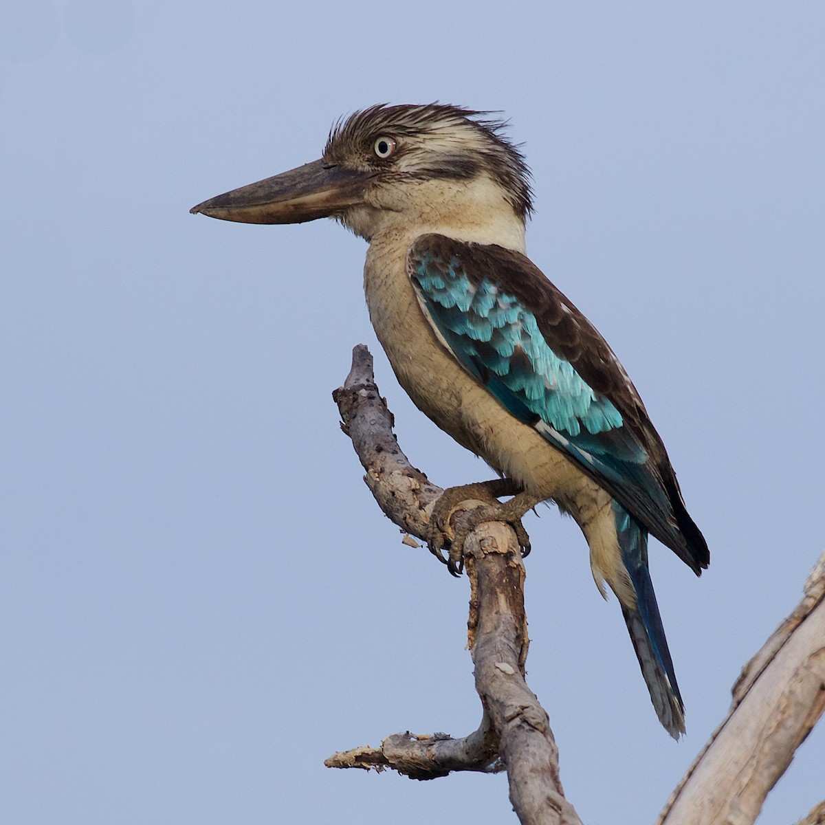 Blue-winged Kookaburra - ML643632661