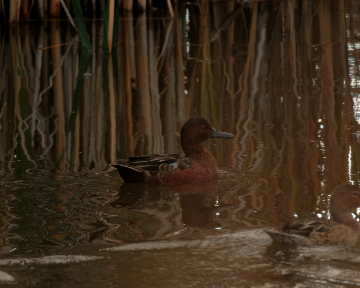 Cinnamon Teal - ML643632698